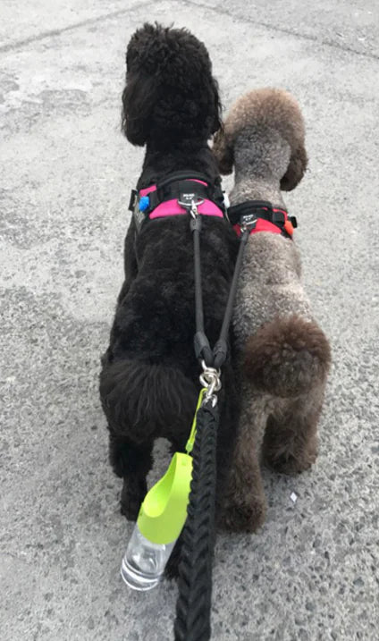 Portable Travel Water Bottle for Dogs and Cats