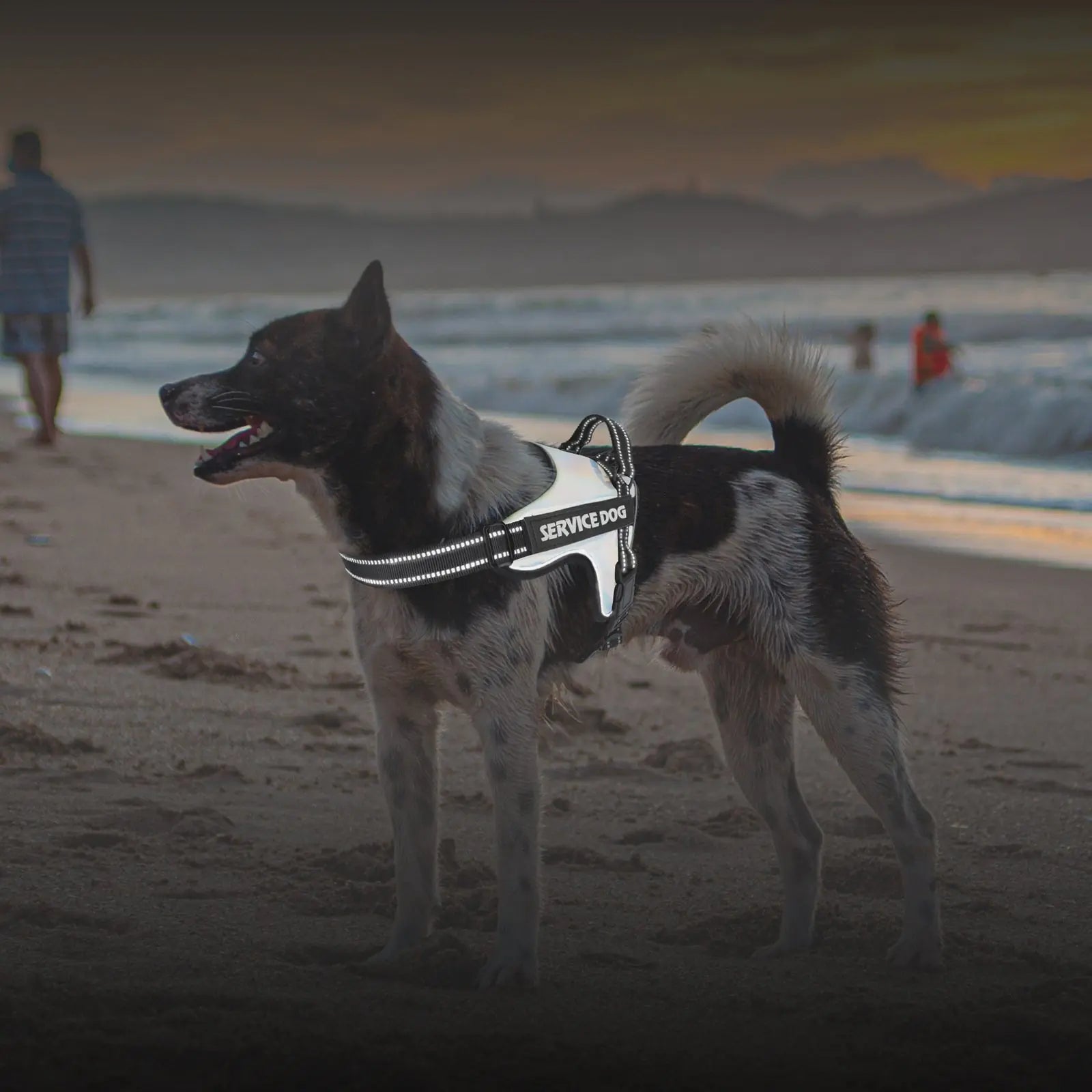 Dog Traction Rope Vest for Large and Medium Dogs