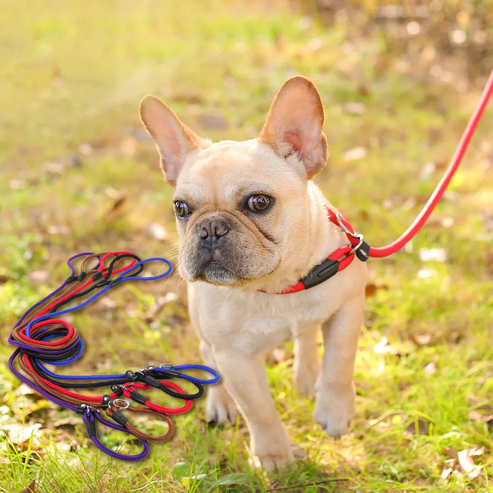 Dog Leash and Harness for Pets - New Style