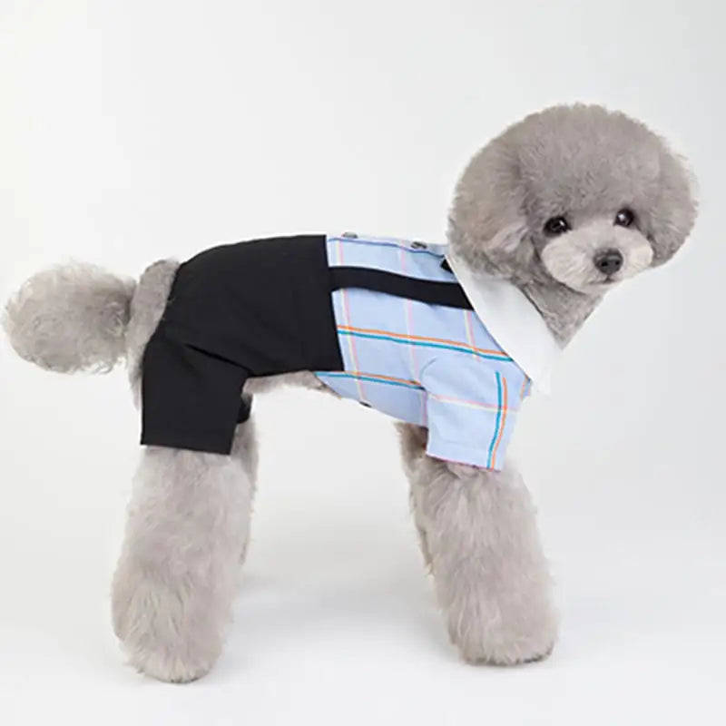 New Spring/Summer Dog Couple Outfits for Students