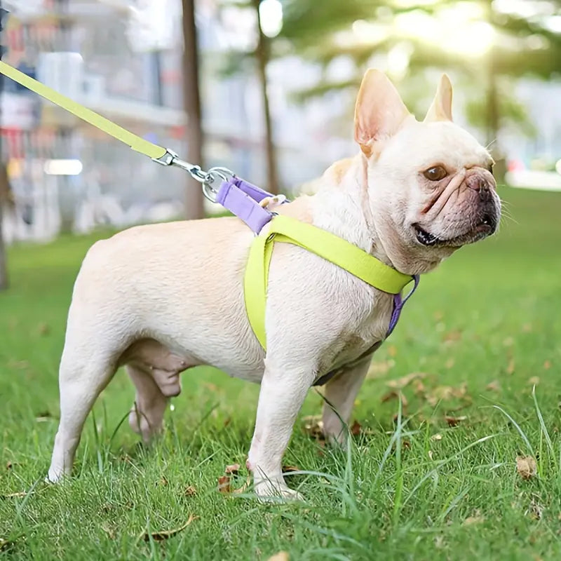 Rainbow Colorblock Anti-Escape Dog Harness and Leash Set