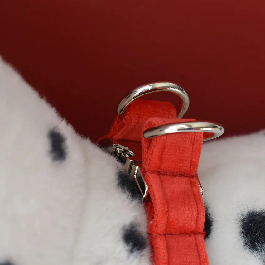 Personalized Engraved Pet Collar for Cocker Spaniel