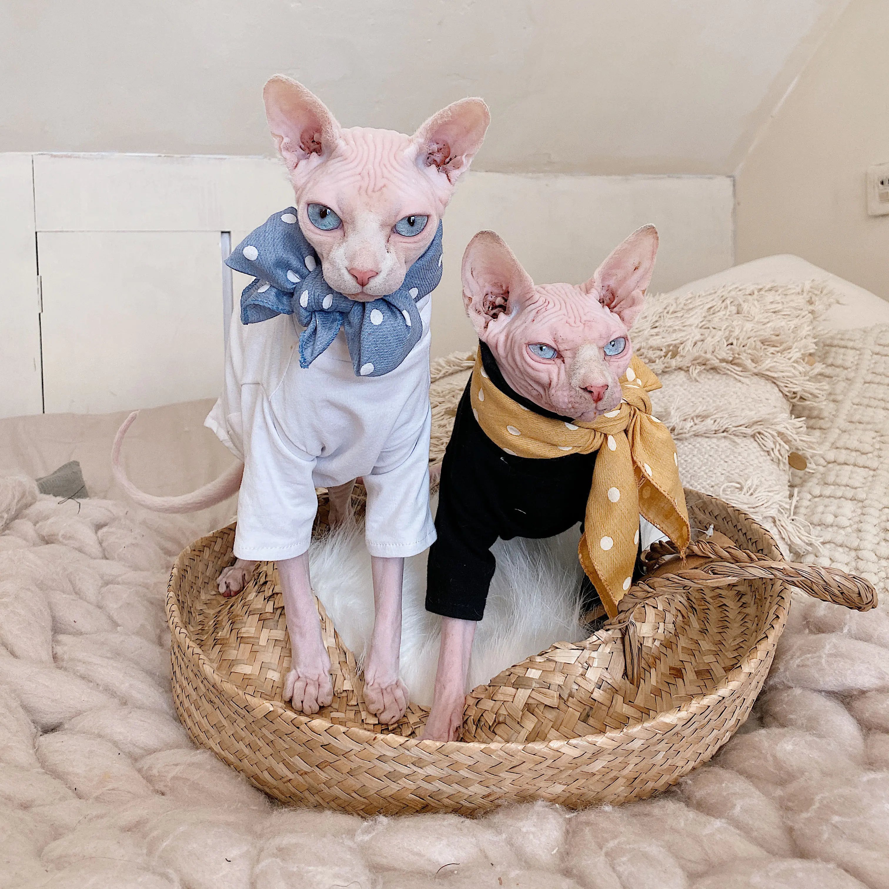 Sphynx Cotton Allergy-Free Spring Summer T-Shirt