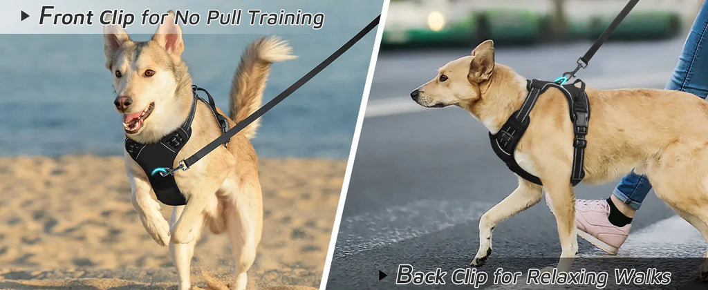 Teddy's Fund Fur Vest Chest Strap