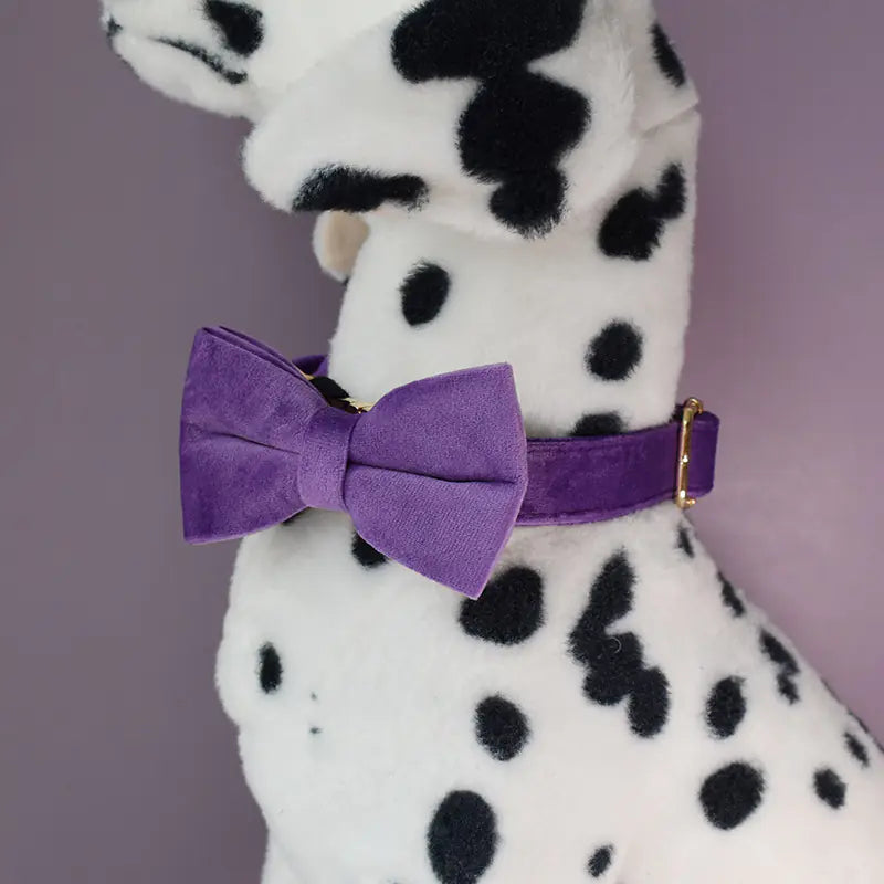 Alloy Carabiner Dog Leash and Pet Collar Combo