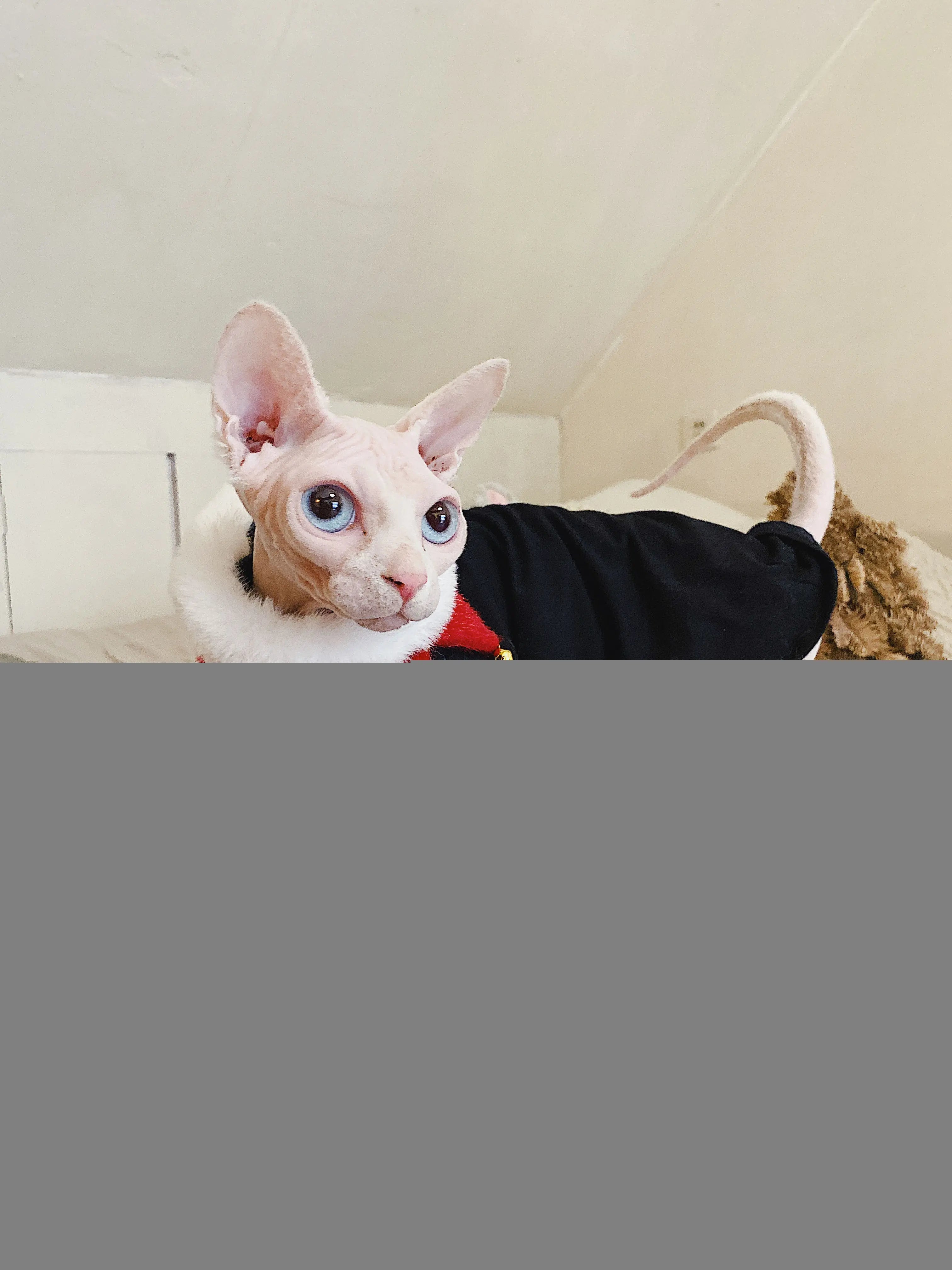 Sphynx Cotton Allergy-Free Spring Summer T-Shirt
